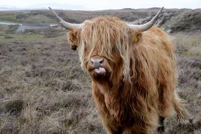 Schotse hooglander tijdens een camperreis door Schotland