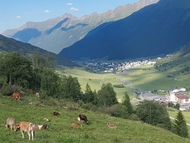 Koeien in Oostenrijkse bergen